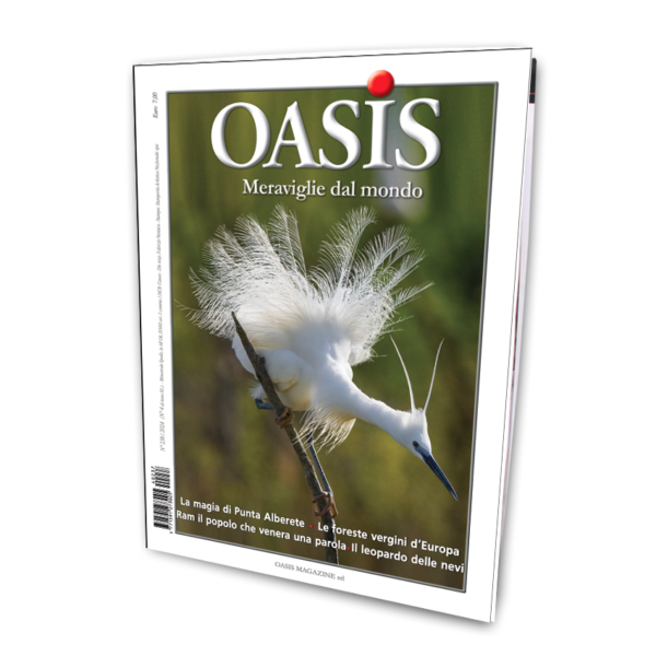 Volume 239 in edicola